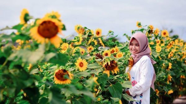 Taman Bunga Matahari