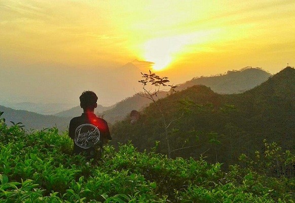 Kebun Teh Di Jogja