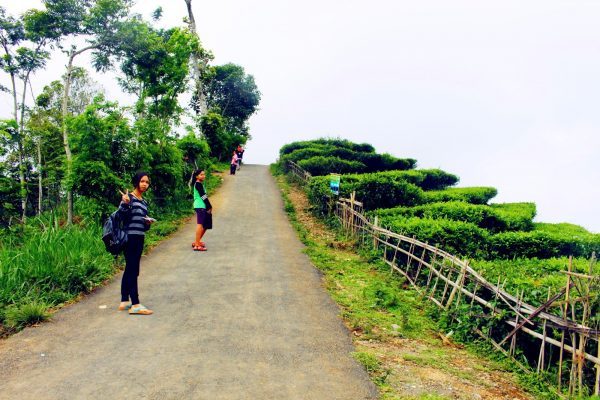 Kebun Teh Di Jogja