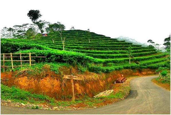 Kebun Teh Di Jogja