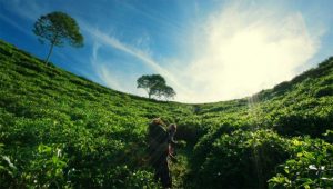 Kebun Teh Di Jogja